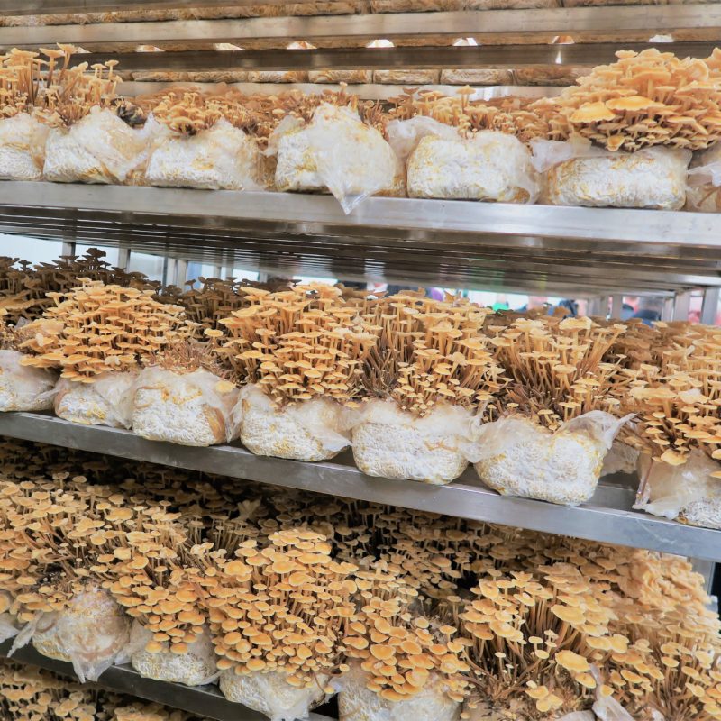 Mushroom Farm Shelving